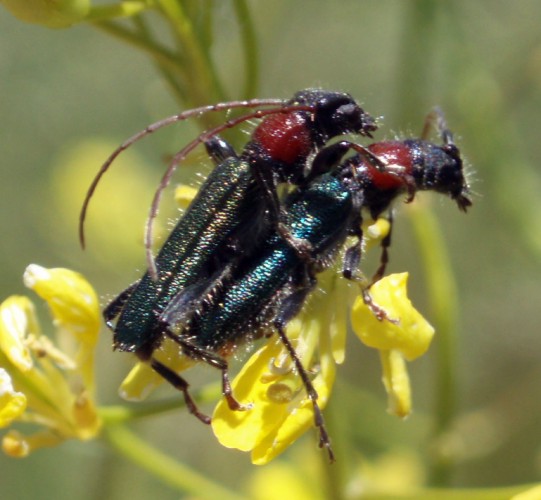 Spagna: La regione  de Monegros, paradiso entomologico